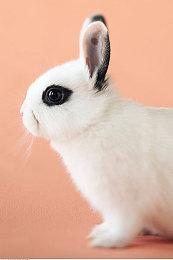 《遗迹2》拥有随机的故事情节和BOSS